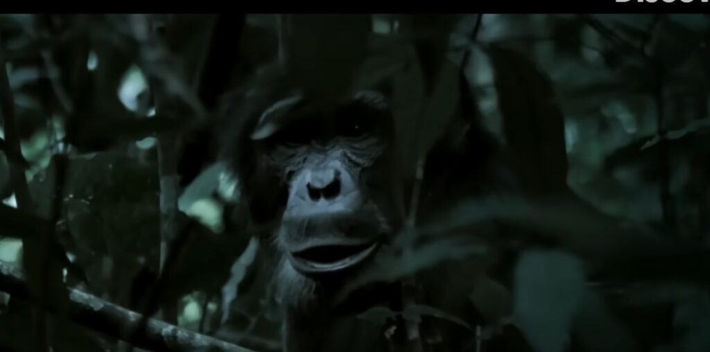 디스커버리 다큐 잔혹한 침팬지의 세계 리뷰 [전사 유인원들의 진화] 